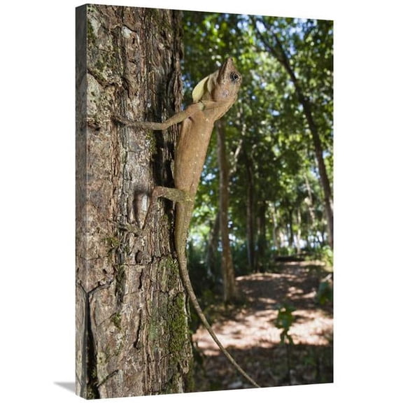 Global Gallery GCS-453650-2030-142 20 x 30 in. Tree Dragon Young, India Art Print - Konrad Wothe