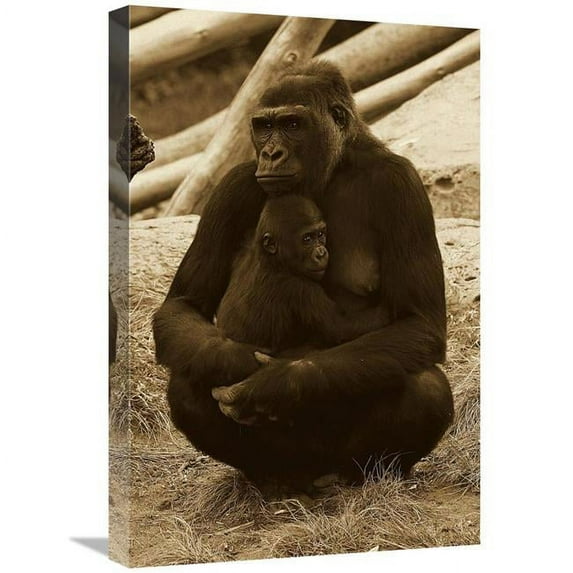 Global Gallery GCS-453669-1624-142 16 x 24 in. Western Lowland Gorilla Mother & Baby, Native to Africa - Sepia Art Print - San Diego Zoo