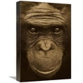 thumbnail image 1 of Global Gallery GCS-453670-1218-142 12 x 18 in. Bonobo Portrait, Native to Africa - Sepia Art Print - San Diego Zoo, 1 of 1