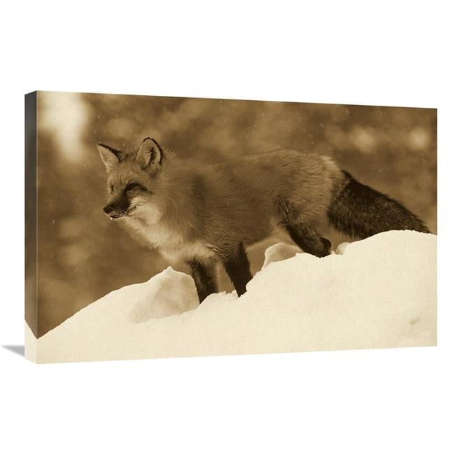 Global Gallery GCS-453680-2030-142 20 x 30 in. Red Fox Standing At the ...