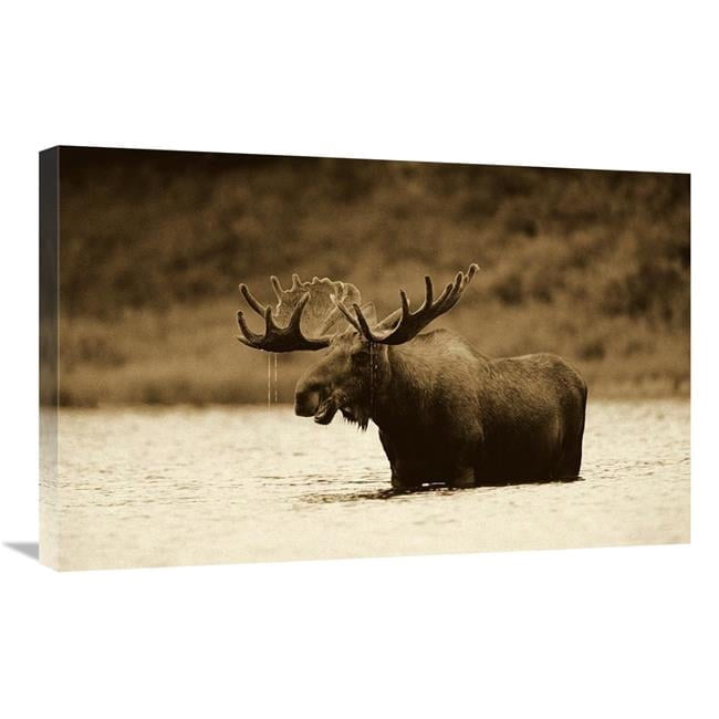 Global Gallery GCS-453684-2030-142 20 x 30 in. Moose Male Raising Its ...