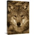 thumbnail image 1 of Global Gallery GCS-453696-1624-142 16 x 24 in. European Wolf Portrait, Sweden - Sepia Art Print - Konrad Wothe, 1 of 1