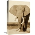 thumbnail image 1 of Global Gallery GCS-453710-1218-142 12 x 18 in. African Elephant Bull, Amboseli National Park, Kenya - Sepia Art Print - Gerry Ellis, 1 of 1