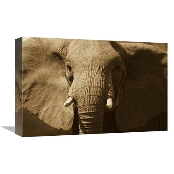 Global Gallery GCS-453714-1218-142 12 x 18 in. African Elephant Close Up, Amboseli National Park, Kenya - Sepia Art Print - Gerry Ellis