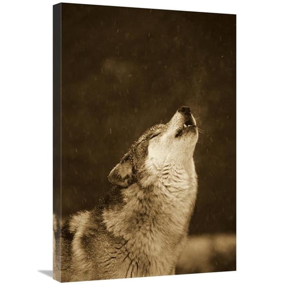 Global Gallery GCS-453715-2030-142 20 x 30 in. Timber Wolf Howling, Close Up, Oregon Zoo, Portland - Sepia Art Print - Gerry Ellis