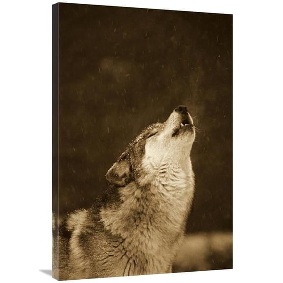 Global Gallery GCS-453715-2436-142 24 x 36 in. Timber Wolf Howling, Close Up, Oregon Zoo, Portland - Sepia Art Print - Gerry Ellis