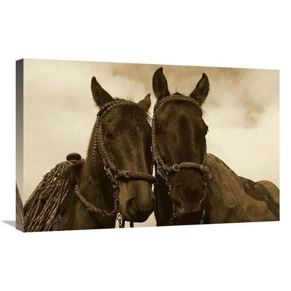 Global Gallery GCS-453719-2030-142 20 x 30 in. Horses Pair Belonging to Chagras, Andes Mountains, Ecuador - Sepia Art Print - Pete Oxford