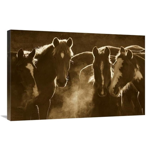 Global Gallery GCS-453720-2436-142 24 x 36 in. Horse Herd At Annual Round-Up, Backlit, Ecuador - Sepia Art Print - Pete Oxford
