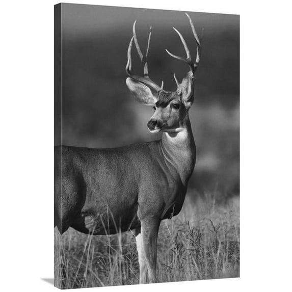 Global Gallery GCS-461477-2436-142 24 x 36 in. Mule Deer Male in Dry Grass, North America - Black & White Art Print - Tim Fitzharris