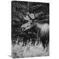 thumbnail image 1 of Global Gallery GCS-461478-1624-142 16 x 24 in. Alaska Moose Feeding on Fireweed Flowers in the Spring, Alaska - Black & White Art Print - Michael Quinton, 1 of 1