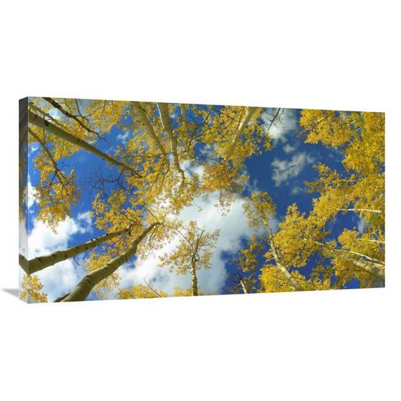 Global Gallery GCS-467669-36-142 36 in. Looking Up At Blue Sky Through A Canopy of Fall Colored Aspen Trees, Colorado - Custom Crop Art Print - Tim Fitzharris