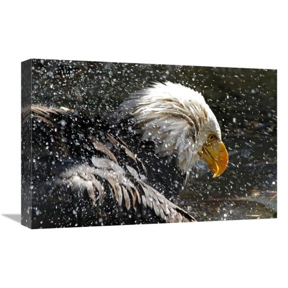 Global Gallery GCS-486403-22-142 22 in. Bald Eagle Bath Art Print - Vic Schendel