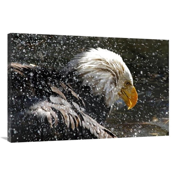 Global Gallery GCS-486403-40-142 40 in. Bald Eagle Bath Art Print - Vic Schendel