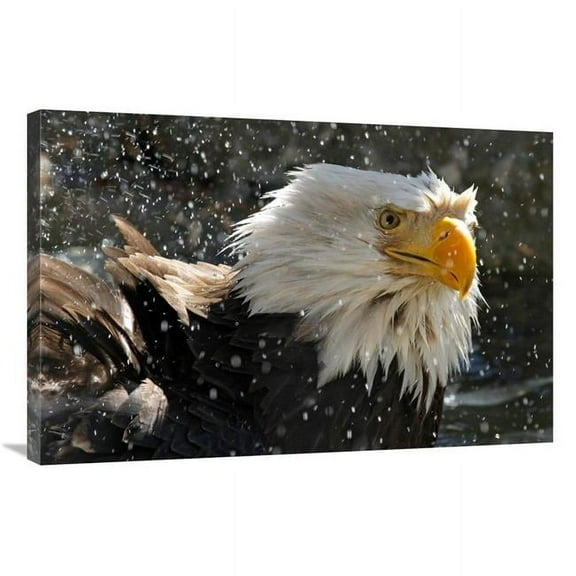 Global Gallery GCS-486404-36-142 36 in. Bald Eagle Bath II Art Print - Vic Schendel