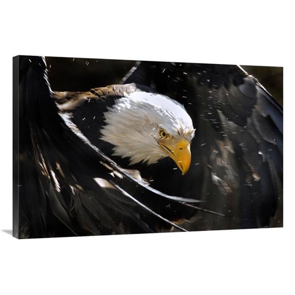 Global Gallery GCS-486405-40-142 40 in. Bald Eagle Bath III Art Print - Vic Schendel