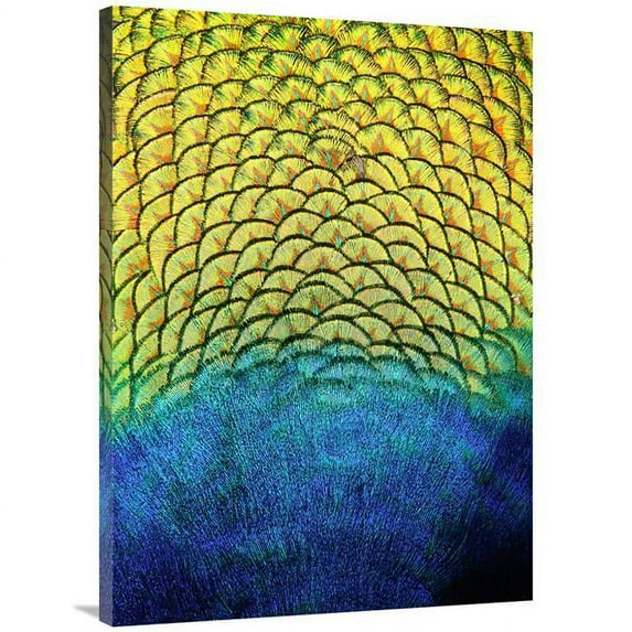 Global Gallery GCS-486421-40-142 40 in. Peacock Feathers Art Print - Vic Schendel