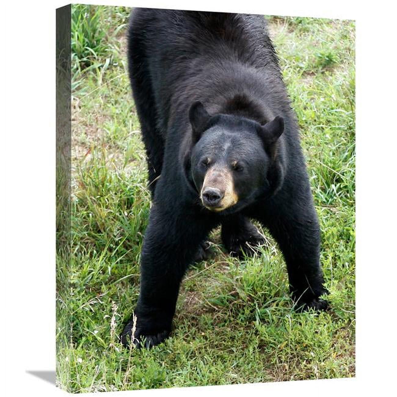 Global Gallery GCS-486423-22-142 22 in. Standing His Ground Art Print ...