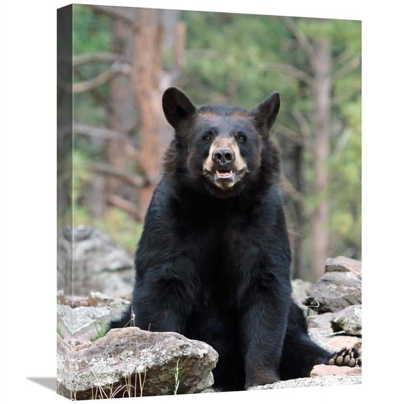 Global Gallery GCS-486425-22-142 22 in. Resting Bear Art Print - Vic ...
