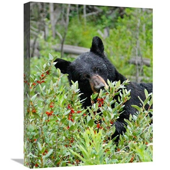 Global Gallery GCS-486436-22-142 22 in. Tasting the Berries Art Print - Vic Schendel