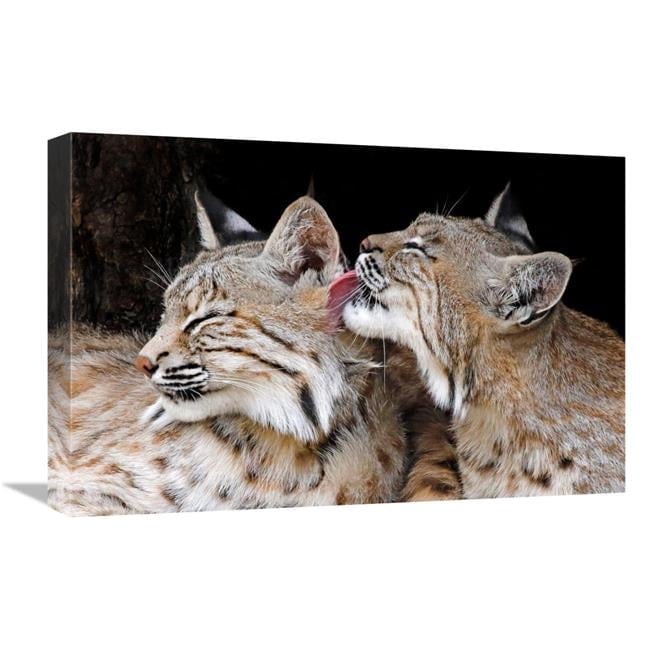 Global Gallery GCS-486439-22-142 22 in. Bobcat Love Art Print - Vic ...