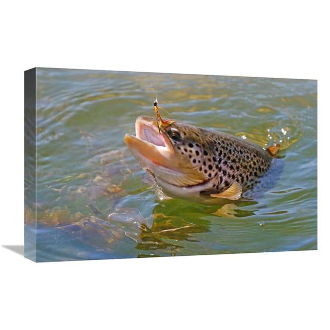 Global Gallery GCS-486440-22-142 22 in. Brown Trout Art Print - Vic ...