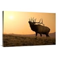 thumbnail image 1 of Global Gallery GCS-486442-40-142 40 in. Bull Elk at Sunset Art Print - Vic Schendel, 1 of 1