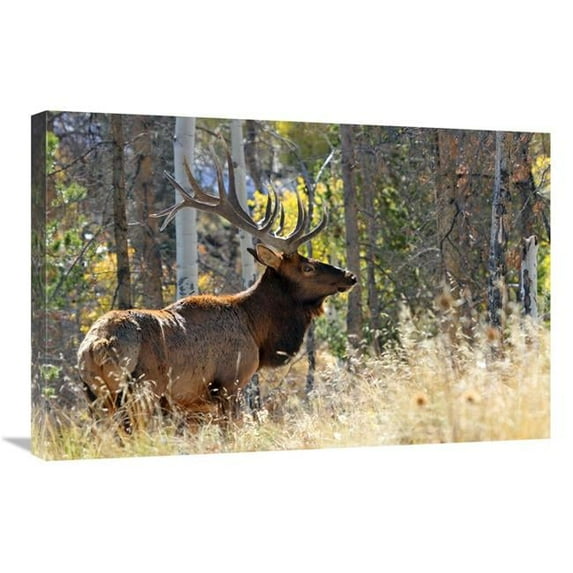 Global Gallery GCS-486447-30-142 30 in. Bull Elk in the Forest Art Print - Vic Schendel