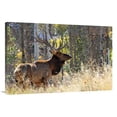 thumbnail image 1 of Global Gallery GCS-486447-40-142 40 in. Bull Elk in the Forest Art Print - Vic Schendel, 1 of 1