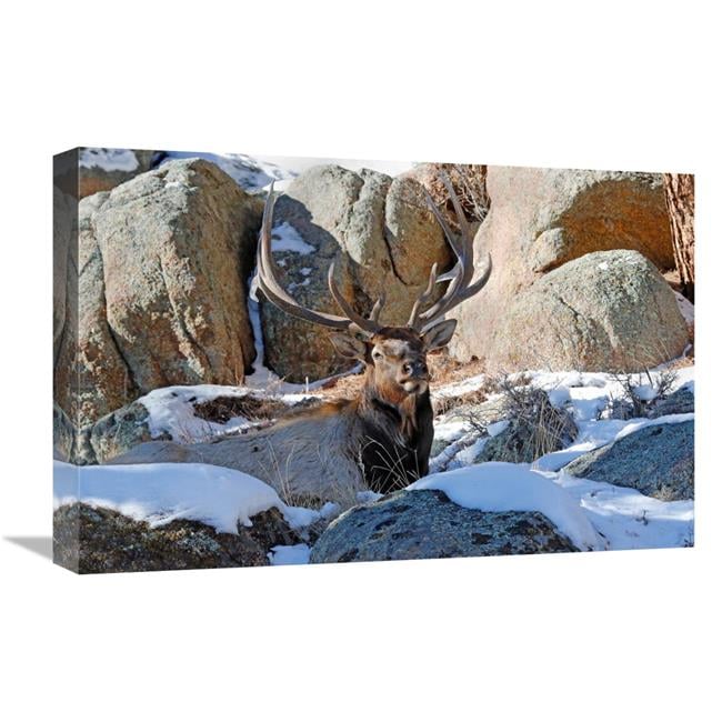 Global Gallery GCS-486469-22-142 22 in. Waiting out the Snow Art Print ...