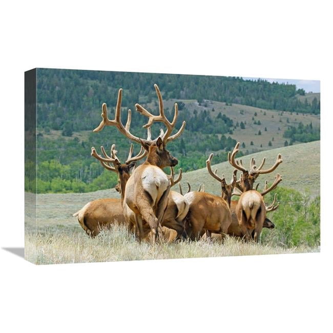 Global Gallery GCS-486471-22-142 22 in. The Elk Herd Art Print - Vic ...