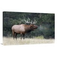 thumbnail image 1 of Global Gallery GCS-486476-36-142 36 in. Light Snow Falling Art Print - Vic Schendel, 1 of 1