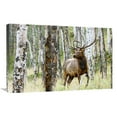 thumbnail image 1 of Global Gallery GCS-486478-30-142 30 in. Elk in the Aspens Art Print - Vic Schendel, 1 of 1