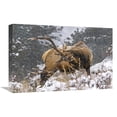 thumbnail image 1 of Global Gallery GCS-486483-22-142 22 in. Clearing his Antlers Art Print - Vic Schendel, 1 of 1