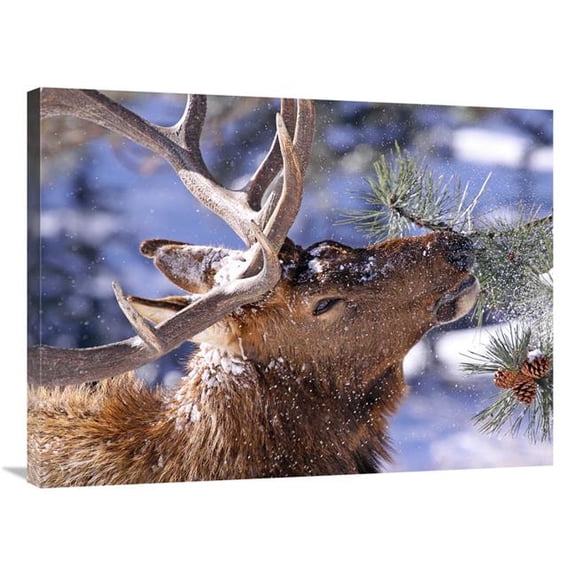 Global Gallery GCS-486504-36-142 36 in. Winter Feeding Art Print - Vic Schendel