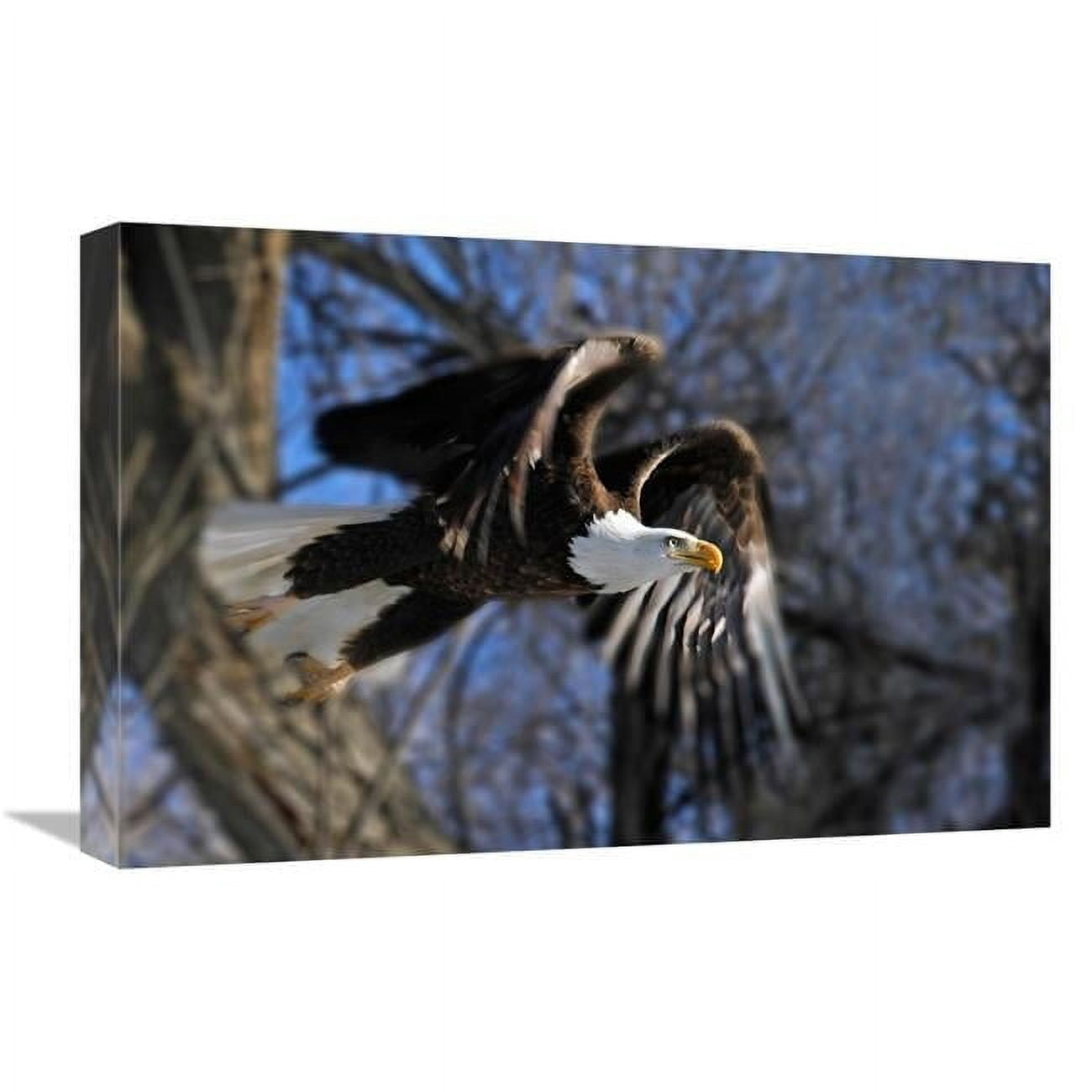 Global Gallery GCS-486527-22-142 22 in. Taking Flight Art Print - Vic ...