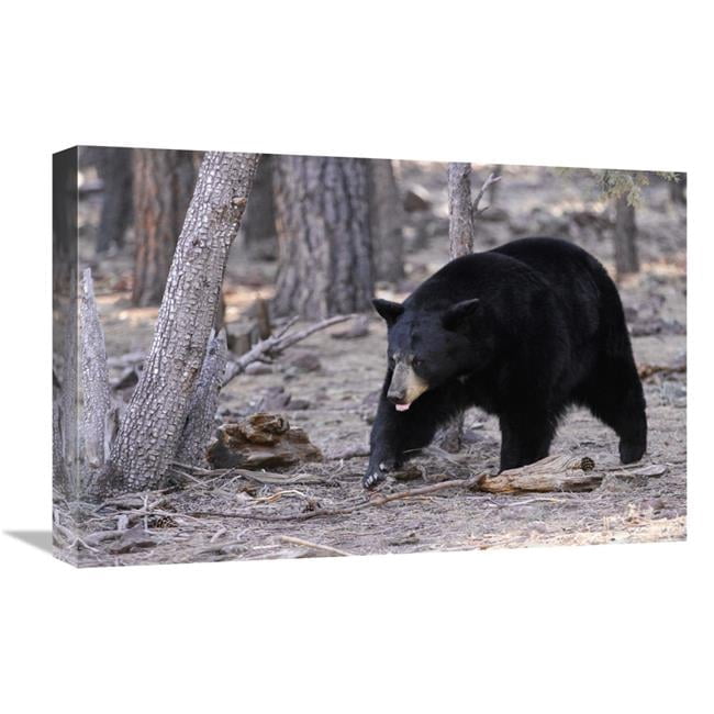 Global Gallery GCS-486530-22-142 22 in. Spring Black Bear Art Print ...