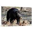 thumbnail image 1 of Global Gallery GCS-486531-40-142 40 in. Spring Bear on the Prowl Art Print - Vic Schendel, 1 of 1
