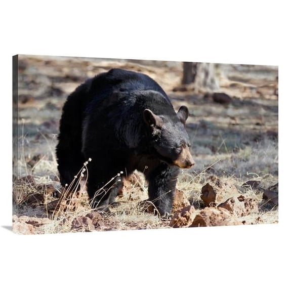 Global Gallery GCS-486531-40-142 40 in. Spring Bear on the Prowl Art Print - Vic Schendel