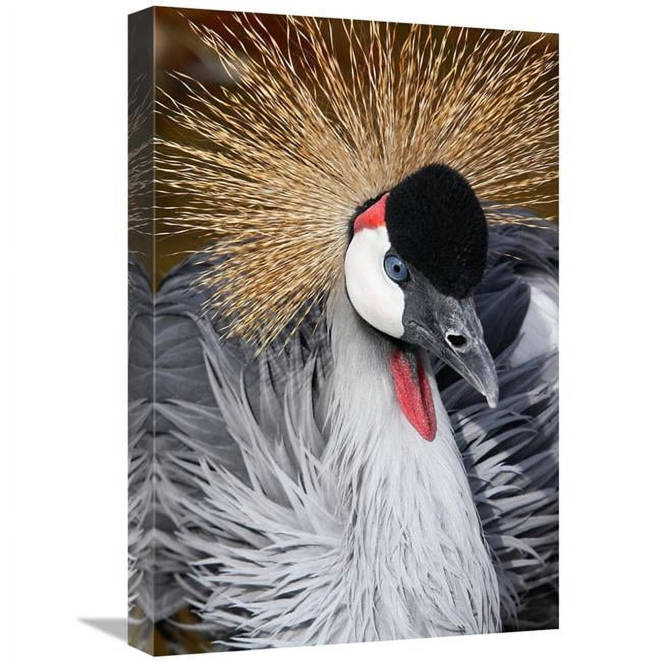 Global Gallery GCS-486532-22-142 22 in. East African Crowned Crane Art ...