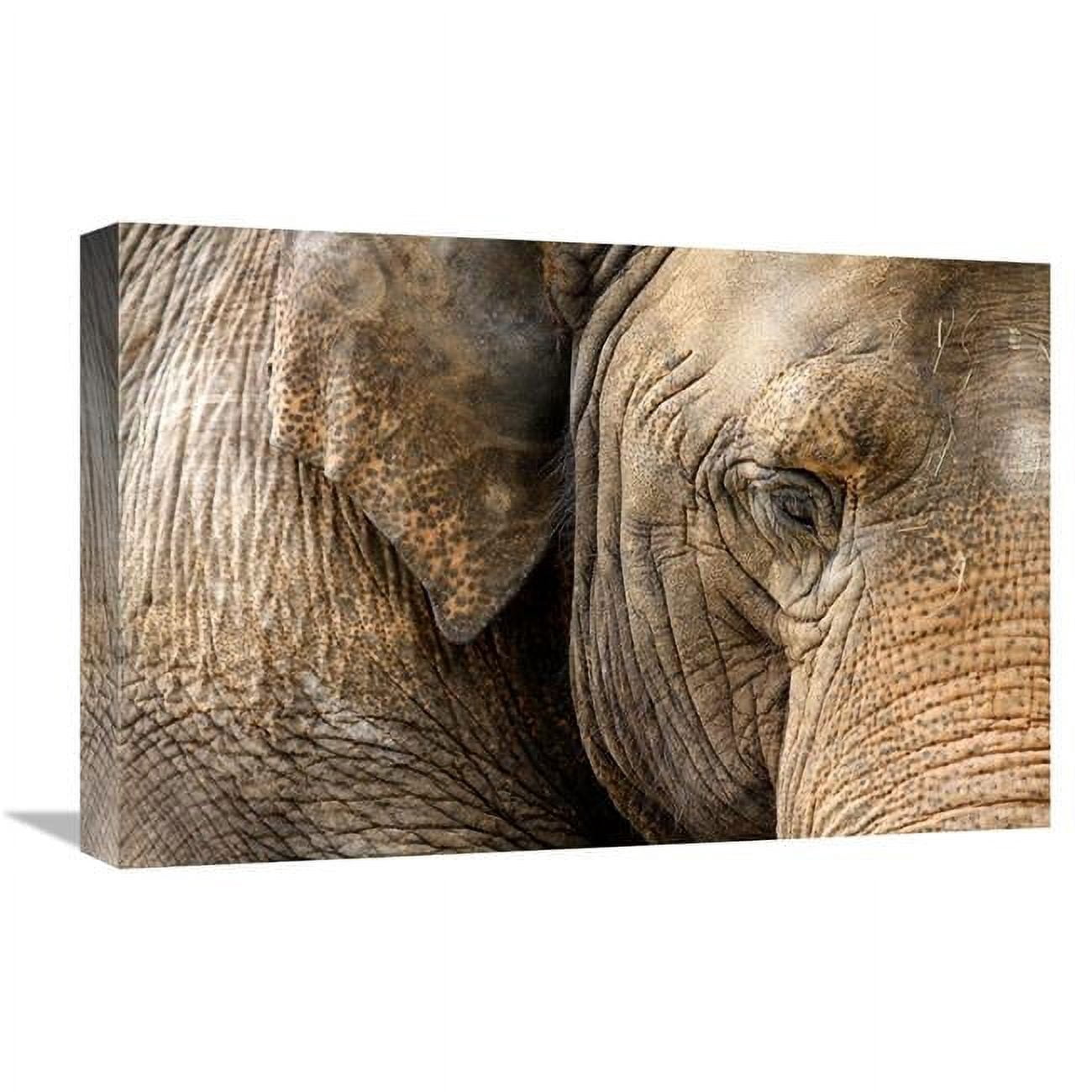 Global Gallery GCS-486533-22-142 22 in. Eye of the Elephant Art Print ...