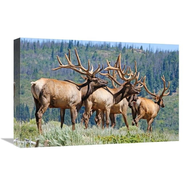 Global Gallery GCS-486538-22-142 22 in. Elk Art Print - Vic Schendel ...