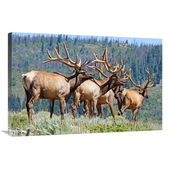 Global Gallery GCS-486538-36-142 36 in. Elk Art Print - Vic Schendel