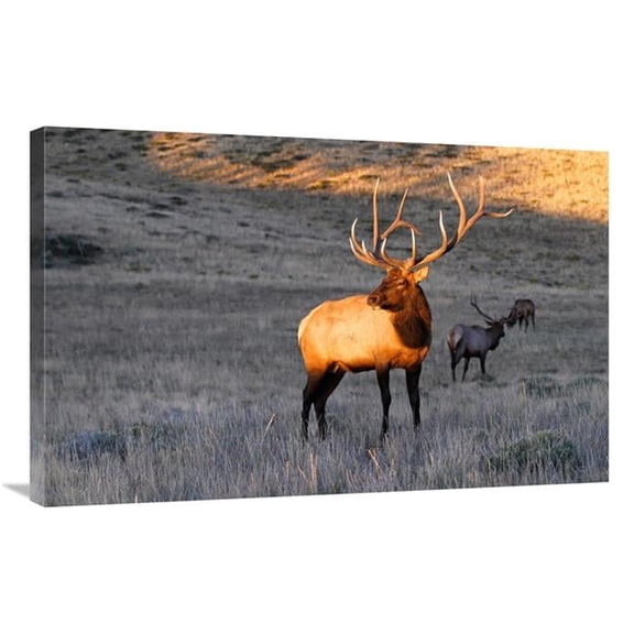 Global Gallery GCS-486541-36-142 36 in. Elk at First Light Art Print - Vic Schendel