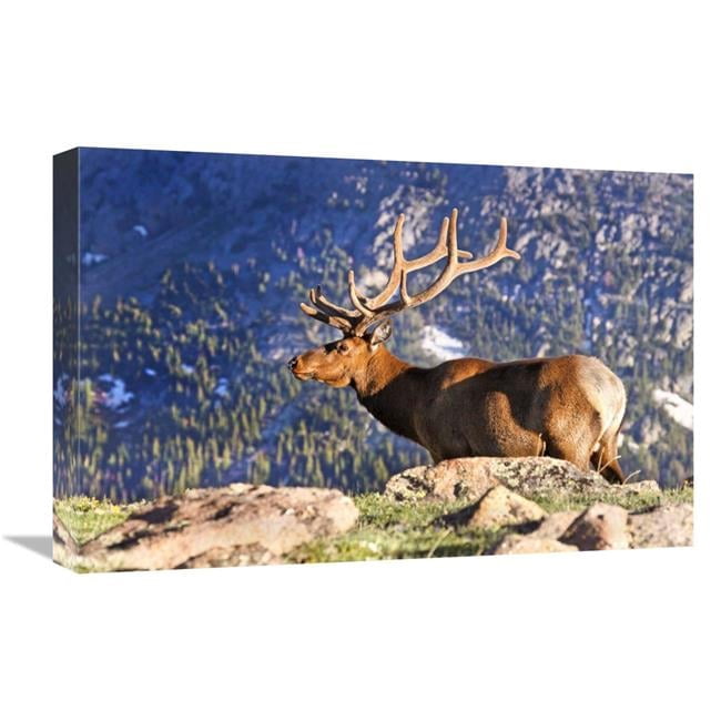 Global Gallery GCS-486548-22-142 22 in. Velvet Above the Timberline Art ...