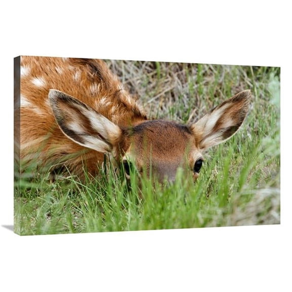 Global Gallery GCS-486550-36-142 36 in. Hiding in the Grass Art Print - Vic Schendel