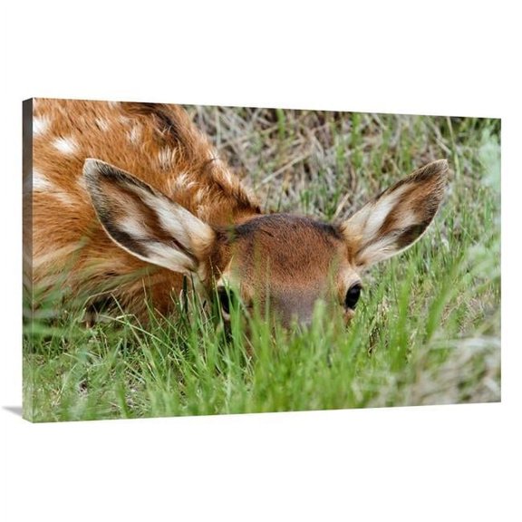 Global Gallery GCS-486550-40-142 40 in. Hiding in the Grass Art Print - Vic Schendel