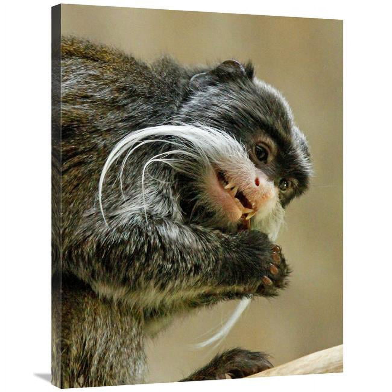 Global Gallery GCS-486557-36-142 36 in. Emperor Tamarin Art Print - Vic ...