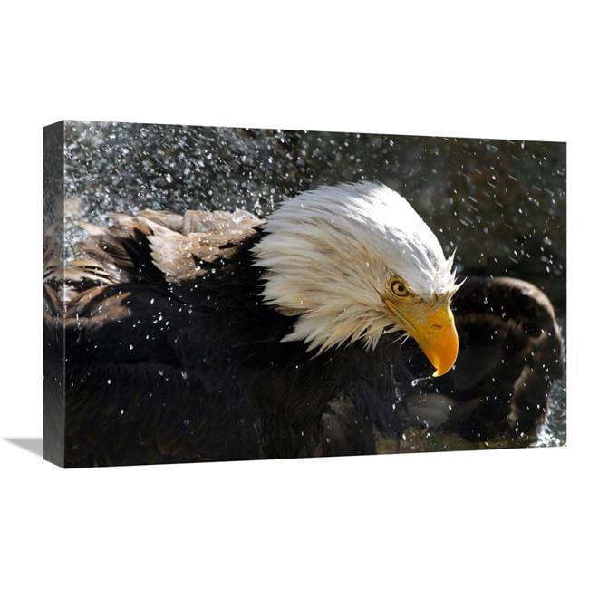 Global Gallery GCS-486563-22-142 22 in. Bald Eagle Fisherman Art Print ...