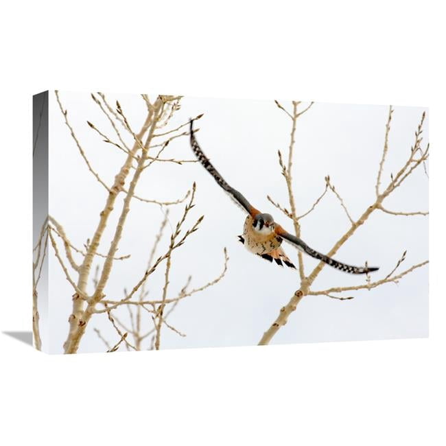 Global Gallery GCS-486574-22-142 22 in. Hawk in Flight Art Print - Vic ...