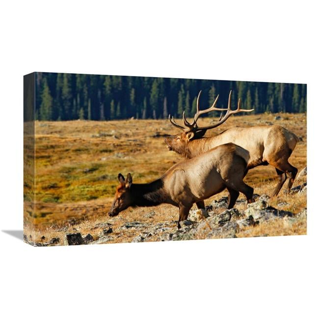 Global Gallery GCS-486575-22-142 22 in. Returning to the Forest Art ...